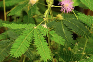 Mimosa-Pudica-FEATURE-compressed
