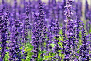 lavender (1)