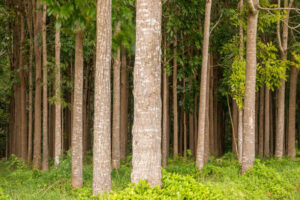 Pathway of the Wai Koa Loop trail or track leads through plantation of Mahogany trees in Kauai, Hawaii, USA