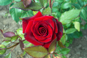 red-rose